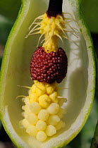 Cross section through Cuckoo Pint / Lords and Ladies / Wild Arum (Arum maculatum) spathe showing hairs that trap pollinating flies above brown male flowers above yellow female flowers. Wiltshire, UK,...