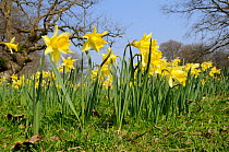 Wild Daffodils / Lent Lilies (Narcissus pseudonarcissus) beneath bare trees. Stourhead gardens, Wiltshire, UK, March.