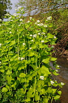 Garlic Mustard / Hedge Garlic / Jack by the Hedge (Alliaria petiolata) flowering on a river bank. Wiltshire, UK, April.