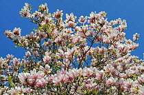 Saucer Magnolia (Magnolia x soulangeana) tree in full flower against blue sky. Stourhead gardens, Wiltshire, UK, April.