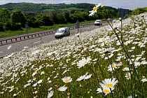 Ox-eye Daisies / Marguerites (Leucanthemum vulgare) carpeting roadside bank / verge. Bath and North East Somerset, UK, May.