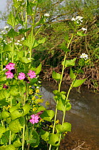 Red Campion (Silene dioica) and Garlic mustard / Hedge Garlic / Jack by the hedge (Alliaria petiolata) flowering on a river bank, Wiltshire, UK, April.