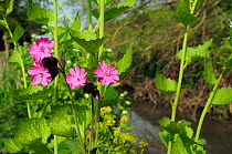 Red campion (Silene dioica) flowering by a river. Wiltshire, UK, April.