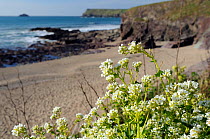 Common Scurvygrass (Cochlearia officinalis) flowering on coastal cliff. Near Polzeath, Cornwall, UK, April.