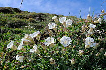 Sea Campion (Silene uniflora) flowering in a clump. Pentire Head, near Polzeath, Cornwall, April.