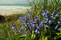 Spanish Bluebell (Hyacinthoides hispanica), an invasive species in the UK, flowering on coastal cliff with surf beach in the background. Near Polzeath, Cornwall, April.