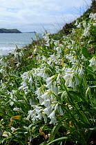 Three Cornered Leek / Three Cornered Garlic (Allium triquetrum), an invasive species in the UK, flowering in dense clumps on coastal headland. Pentire Head, near Polzeath, Cornwall, April.