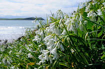 Three Cornered Leek / Three Cornered Garlic (Allium triquetrum), an invasive species in the UK, flowering in dense clumps on coastal headland. Pentire Head, near Polzeath, Cornwall, April.