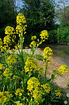 Common Wintercress / Yellow Rocket (Barbarea vulgaris) flowering on a river bank. Wiltshire, UK, April.