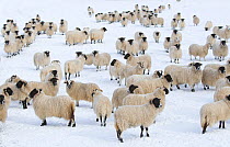 Flock of domestic sheep (Ovis aries) in snow-covered field, Cairngorms NP, Scotland, UK, March