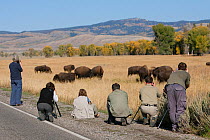 Photographers taking photos  of Bison herd (Bison bison), Yellowstone National Park, Wyoming, USA, September 2008