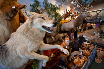 Stuffed Grey wolf (Canis lupus) as part of shop trophy animal selection, Jackson Hole, Wyoming, USA, September 2008