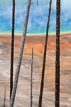 Parched trees in front of Grand Prismatic Spring geothermal area, Yelowstone National Park, Wyoming, USA, September 2008