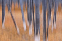 Abstract of trunks of bleached cottonwood trees in geothermal area, Yelowstone National Park, Wyoming, USA