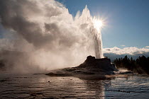 Castle Geyser erupting at dawn, Old Faithful geothermal area, Yelowstone National Park, Wyoming, USA, September 2008
