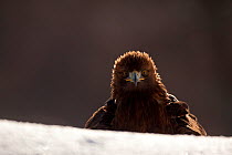 RF- Golden eagle (Aquila chrysaetos) portrait in winter, Cairngorms National Park, Scotland, UK. Captive. (This image may be licensed either as rights managed or royalty free.)