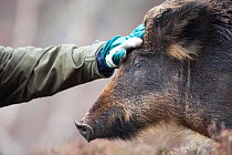 Warden stroking Wild boar (Sus scrofa), part of woodland regeneration project, Alladale Reserve, Sutherland, Scotland, UK, March