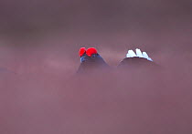 Black grouse (Tetrao tetrix) male displaying in lekking area, abstract, Cairngorms NP, Highlands, Scotland, UK, April