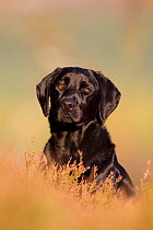 Black Labrador on moorland, Portrait, Scotland, UK