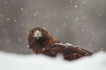 Golden eagle (Aquila chrysaetos) in snow blizzard, Scotland, UK, captive