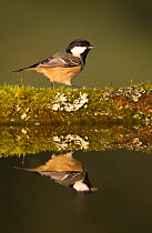 Coal tit (Periparus ater) reflected in garden pond, Scotland, UK