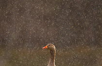 Greylag Goose (Anser anser) in pouring rain, Cairngorms NP, Higlands, Scotland, UK, May