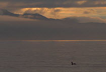 Red throated diver (Gavia stellata) on sea off Arisaig looking to small isles, west coast of Scotland, UK, June