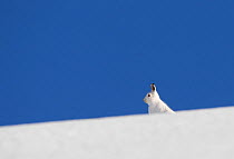 Mountain hare (Lepus timidus) on horizon, camouflaged in winter coat on snow, Scotland, UK, February