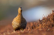 RF- Black grouse (Tetrao tetrix) female in lekking area. Cairngorms National Park, Highlands, Scotland, UK. April. (This image may be licensed either as rights managed or royalty free.)