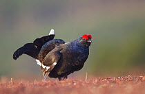 RF- Black grouse (Tetrao tetrix) male displaying in lekking area. Cairngorms National Park, Highlands, Scotland, UK. April. (This image may be licensed either as rights managed or royalty free.)