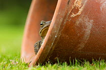 Common european toad (Bufo bufo) in flowerpot in garden, Scotland, UK