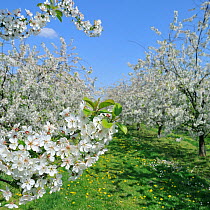 Half-standard Apple Tree (Malus domestica) orchard flowering in spring. Hesbaye, Belgium, April.