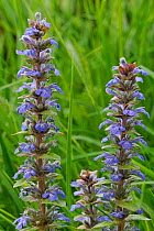 Blue Bugle / Bugleherb / Bugleweed / Carpetweed (Ajuga reptans) in flower. Belgium, April.