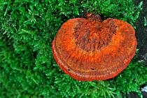 Cinnabar Red Polypore (Pycnoporus cinnabarinus / Polyporus cinnabarinus) on mossy tree trunk. Belgium, November.