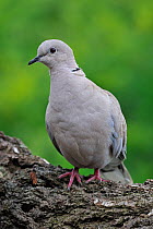 Eurasian Collared Dove (Streptopelia decaocto). Belgium, June.