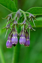 Common Comfrey / Quaker Comfrey / Boneset / Knitbone (Symphytum officinale) in flower. Belgium, May.