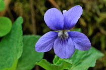 Wood Violet / Common Dog Violet (Viola riviniana) in flower. Luxembourg, April.