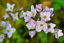 Cuckoo Flower / Lady's Smock (Cardamine pratensis) flowering in spring. Luxembourg, April.