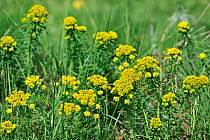 Cypress Spurge (Euphorbia cyparissias) in flower. Luxembourg, April