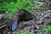 Eurasian Beaver (Castor fiber) collecting twigs on forest floor. Captive. Germany, May.