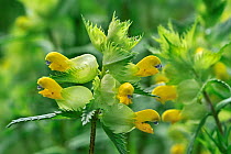 Greater Yellow-rattle (Rhinanthus angustifolius / Rhinanthus serotinus) in flower. Belgium, May.