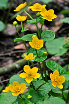 Kingcup / Marsh Marigold (Caltha palustris) in flower. Luxembourg, April.