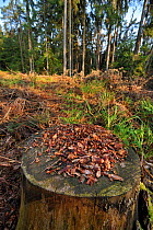 Stripped pine cones eaten by Red Squirrel (Sciurus vulgaris) on tree stump in forest. Belgium, April.