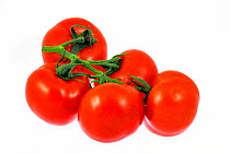 Ripe Tomatoes (Lycopersicon esculentum) on white background.