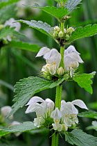 White Deadnettle (Lamium album) in flower. Belgium, May.