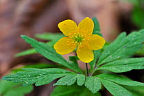 Yellow Wood Anemone / Buttercup Anemone (Anemone ranunculoides) in flower. Luxembourg, April.