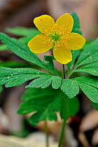 Yellow Wood Anemone / Buttercup anemone (Anemone ranunculoides) in flower. Luxembourg, April.