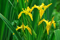 Yellow Iris / Yellow Flag (Iris pseudacorus) in flower. Belgium, May.