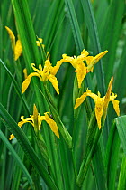Yellow Iris / Yellow Flag (Iris pseudacorus) in flower. Belgium, May.