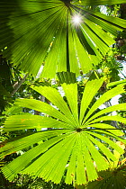 View up thorugh Licuala Fan palms (Licuala ramsayi) Licuala State Forest, Mission Beach, Queensland, Australia, December